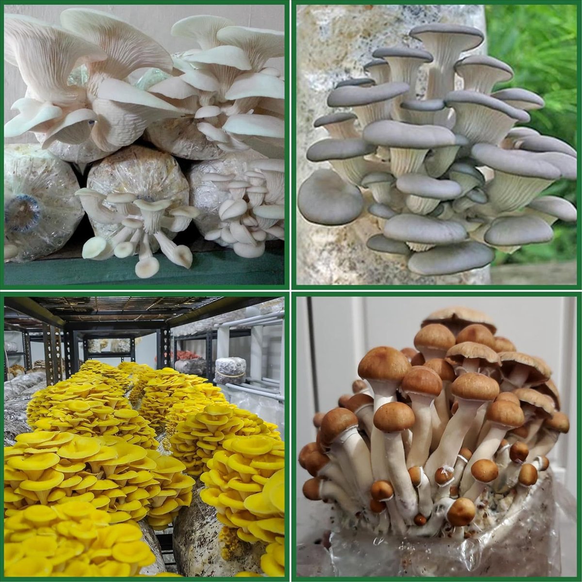 Mushroom Grow Bags,25 Pack Pol - Mushroom Spawn Bag review and price