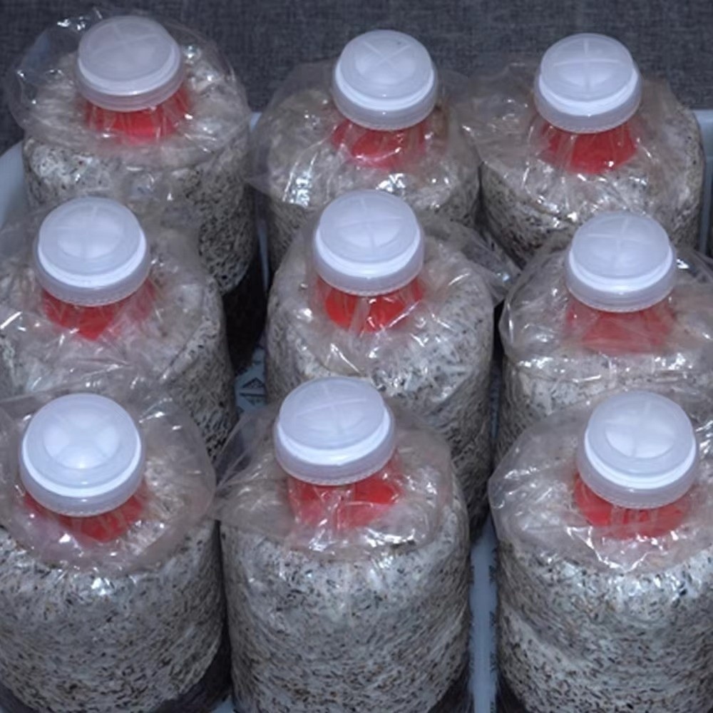 10pcs Waterproof Mushroom Spaw - Mushroom Spawn Bag review and price