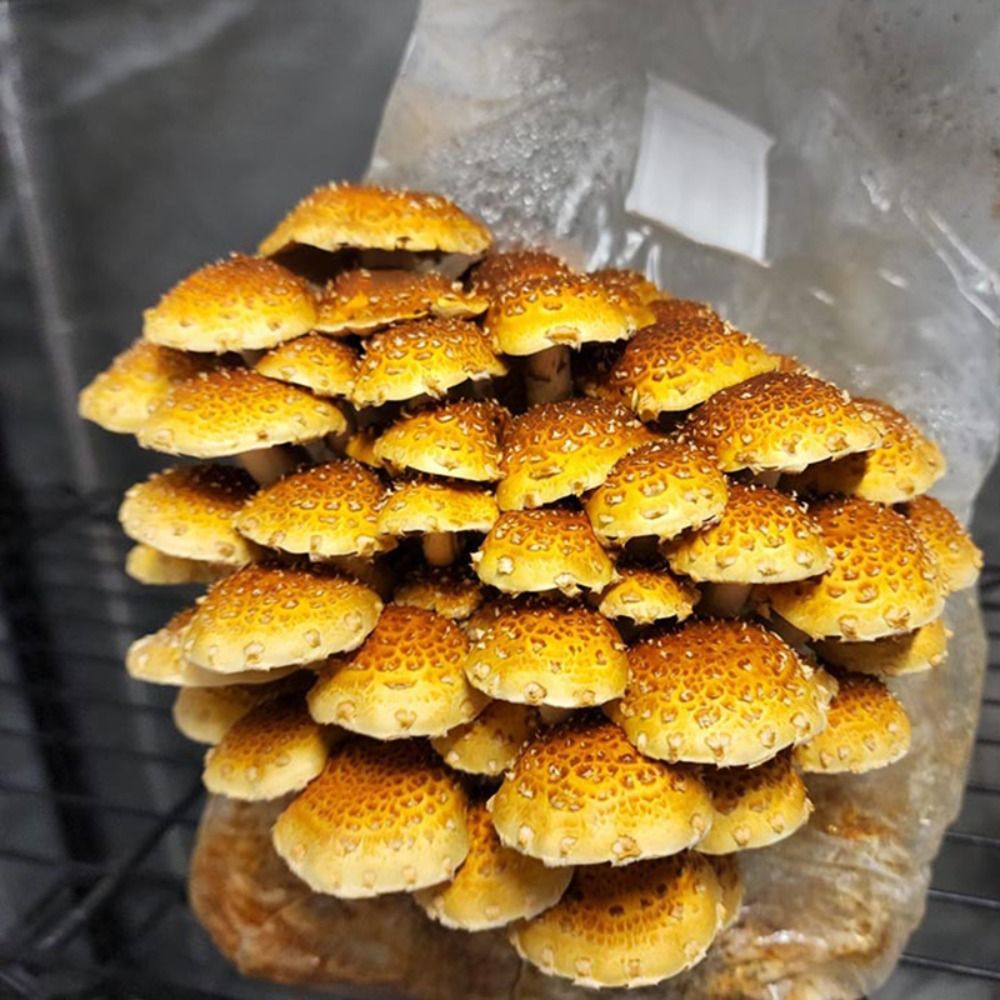 50pcs PP Mushroom Planting Bag - Mushroom Spawn Bag review and price